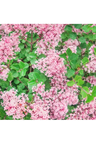 Syringa meyeri Flowerfesta® Pink догляд